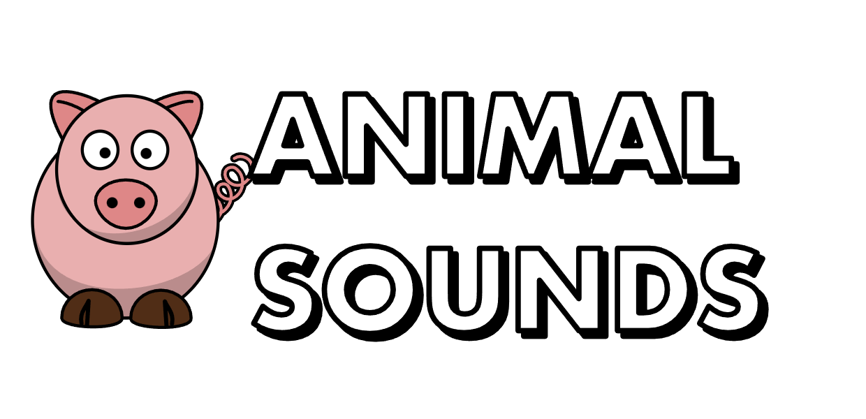 Animal Sounds