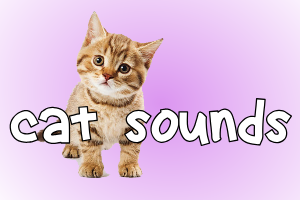 Cat Sounds media